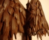 Dead Bird